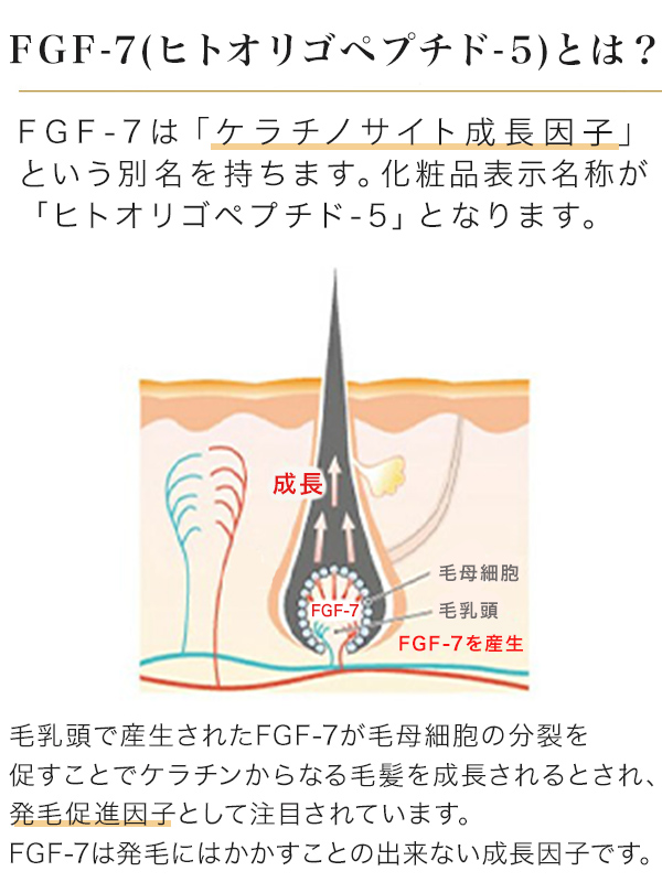 FGF-7はヒトオリゴペプチド-5 発毛促進因子